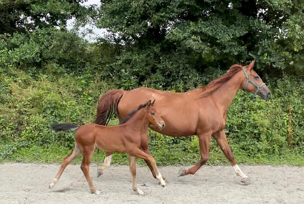 Colt by Helios B (Eldorado Van De Zeshoek x Verdi) x Aerobic (Carthago)