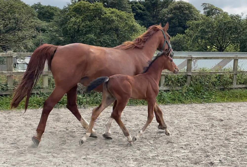 Colt by Helios B (Eldorado Van De Zeshoek x Verdi) x Aerobic (Carthago)