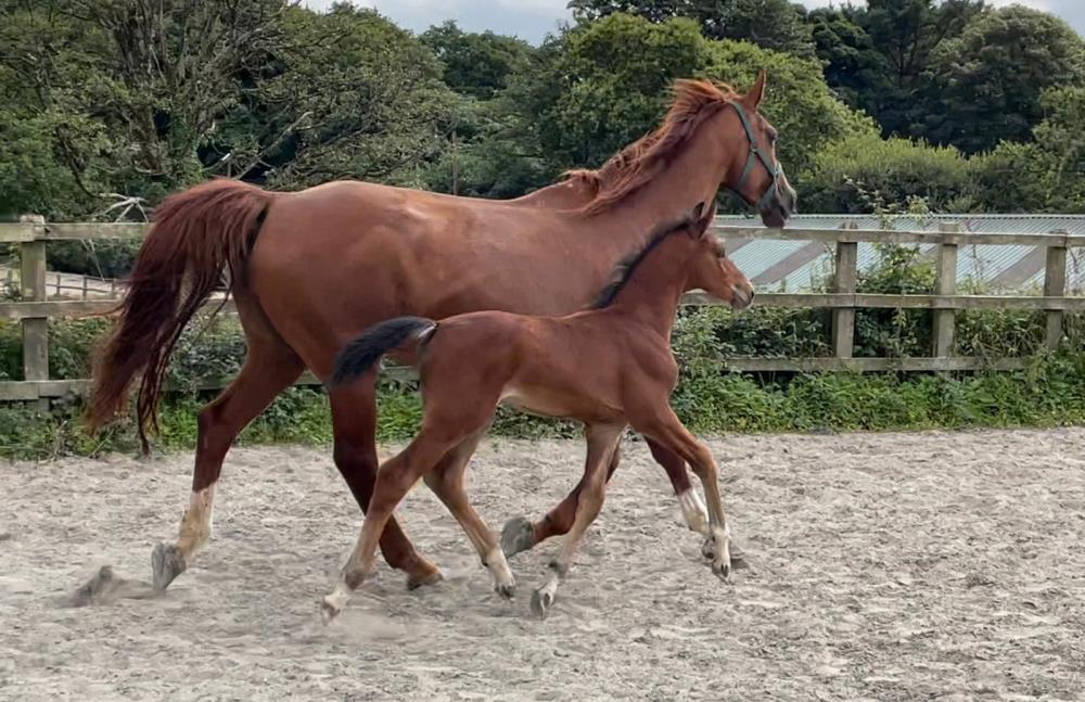 Colt by Helios B (Eldorado Van De Zeshoek x Verdi) x Aerobic (Carthago)