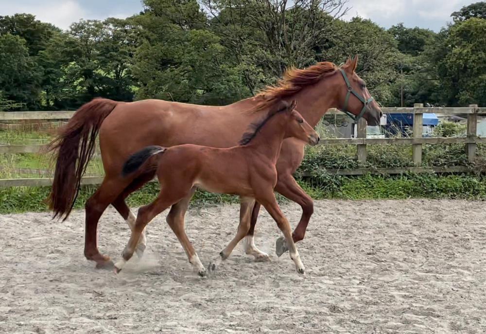 Colt by Helios B (Eldorado Van De Zeshoek x Verdi) x Aerobic (Carthago)