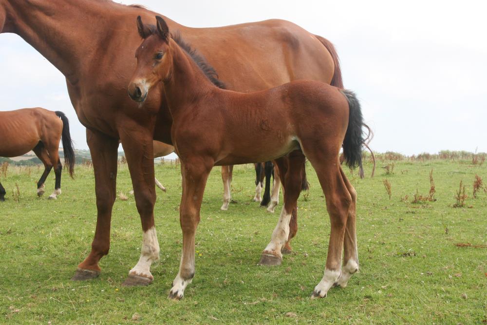 Colt by Helios B (Eldorado Van De Zeshoek x Verdi) x Aerobic (Carthago)