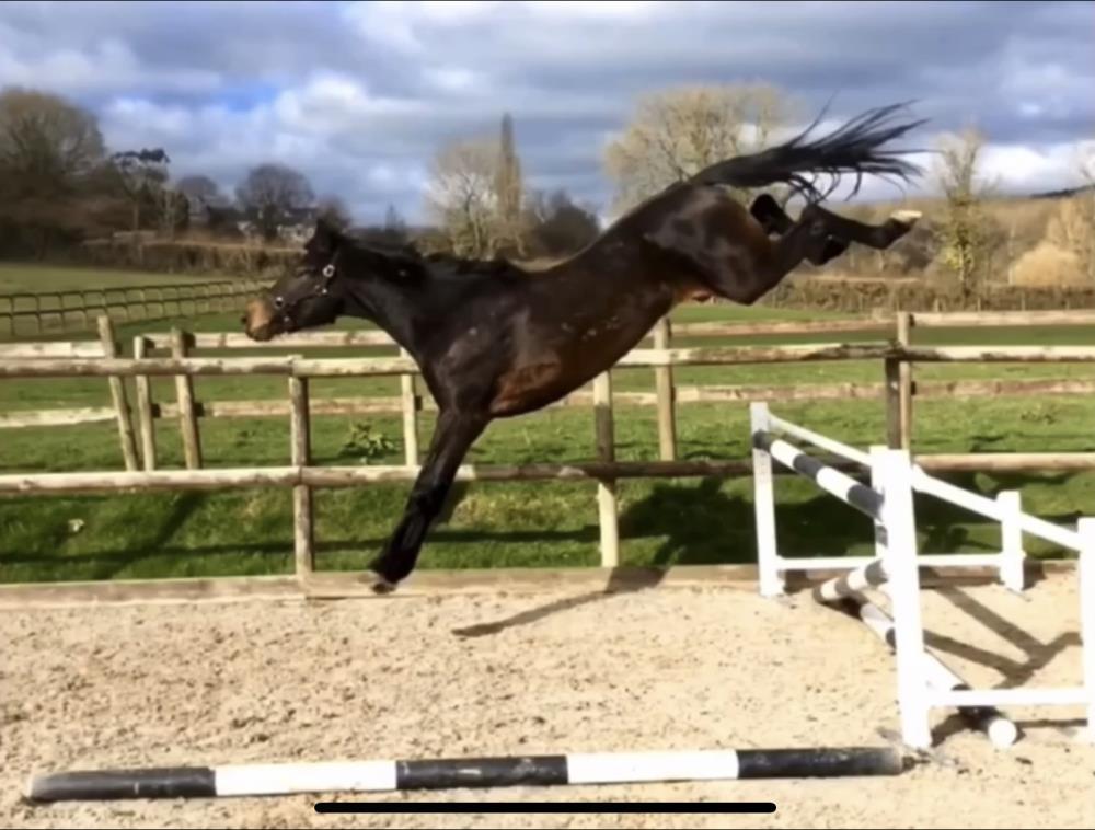 6yo gelding by Il Est Balou x Dynamo