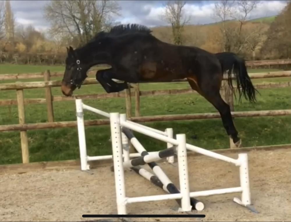 6yo gelding by Il Est Balou x Dynamo