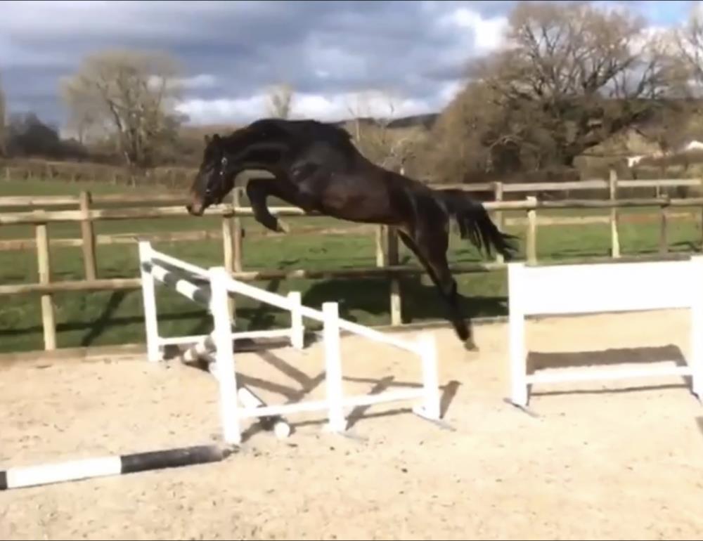 6yo gelding by Il Est Balou x Dynamo