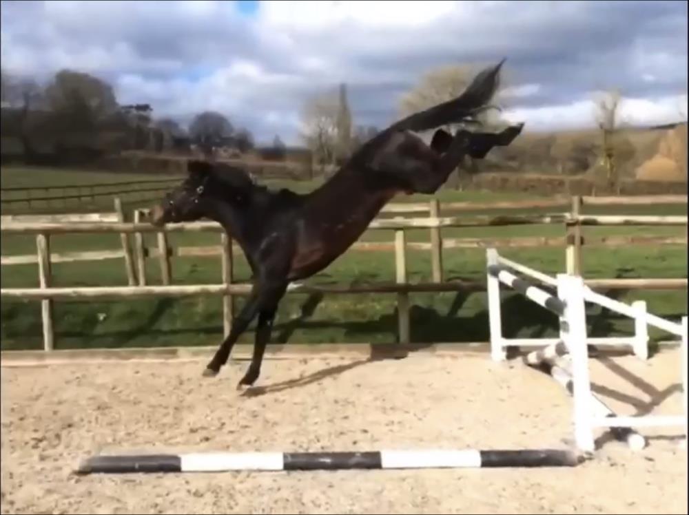 6yo gelding by Il Est Balou x Dynamo