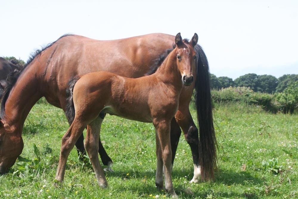 Yearling colt by our exciting young stallion Nadim il Faut