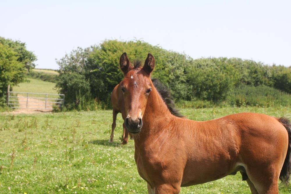 Yearling colt by our exciting young stallion Nadim il Faut
