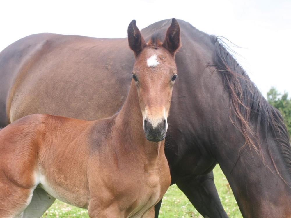 Quality Yearling Filly