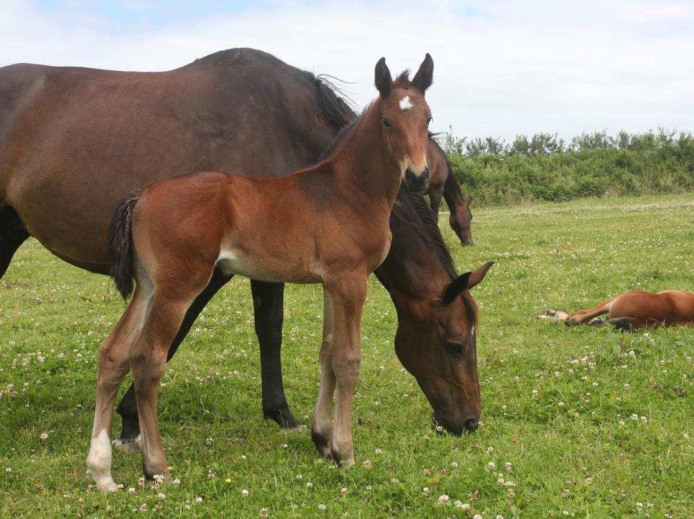 Quality Yearling Filly