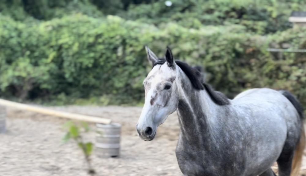 Quality 4yo Grey mare by Poker de Mariposa x Mr Blue