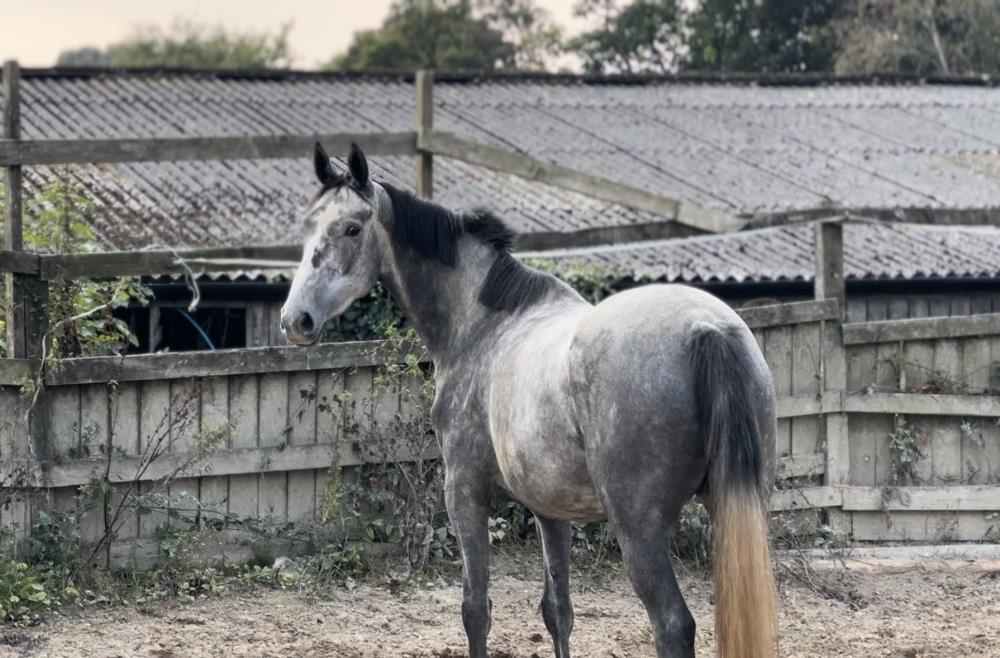 Quality 4yo Grey mare by Poker de Mariposa x Mr Blue
