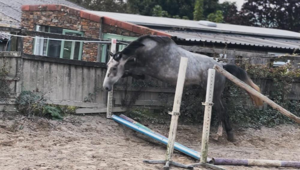 Quality 4yo Grey mare by Poker de Mariposa x Mr Blue