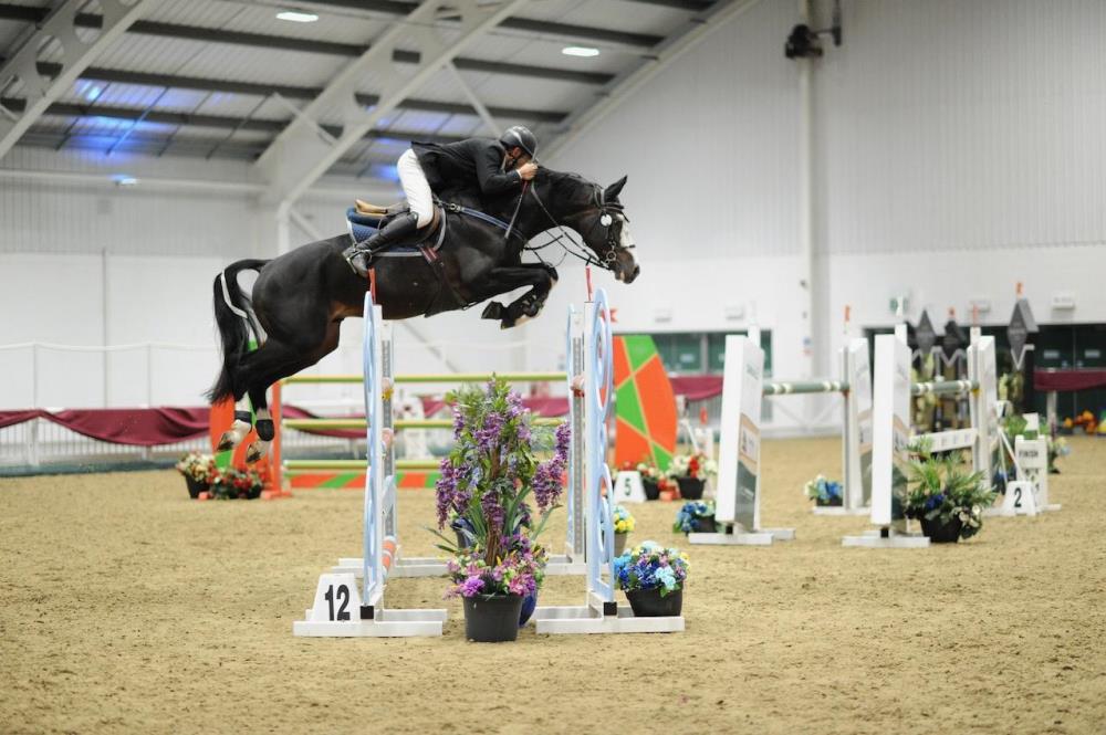 3yo mare by Tiger Balou (Balou du Rouet x Cardento)x Paco x Hinault