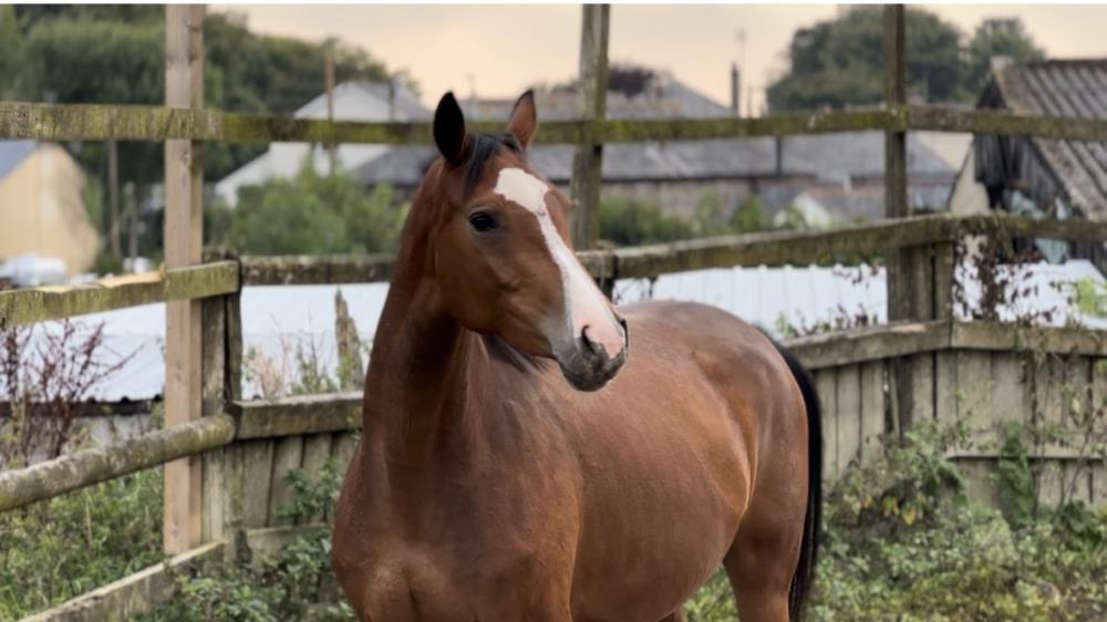 3yo mare by Tiger Balou (Balou du Rouet x Cardento)x Paco x Hinault