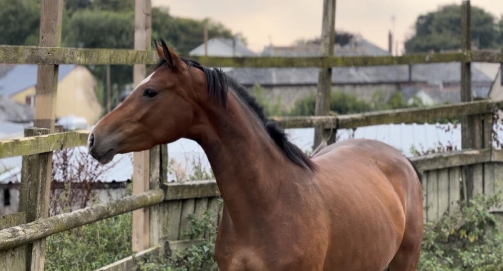 3yo mare by Tiger Balou (Balou du Rouet x Cardento)x Paco x Hinault