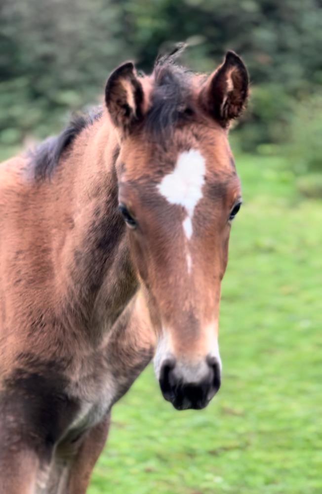 Quality colt by Qinn van de Haarterhoeve (Clinton x Casall) x Hemmingway x Animo