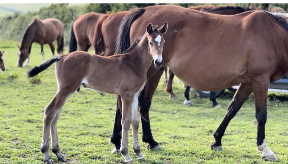 Quality colt by Qinn van de Haarterhoeve (Clinton x Casall) x Hemmingway x Animo