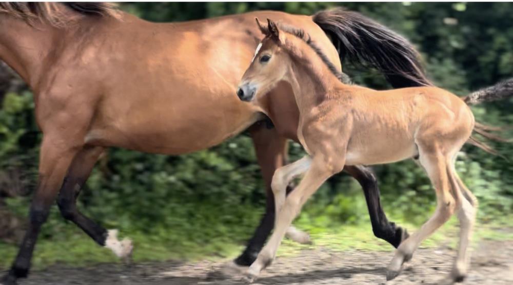 Quality colt by Qinn van de Haarterhoeve (Clinton x Casall) x Hemmingway x Animo