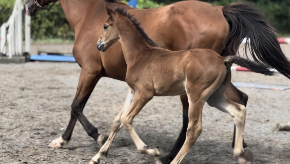 Quality colt by Qinn van de Haarterhoeve (Clinton x Casall) x Hemmingway x Animo