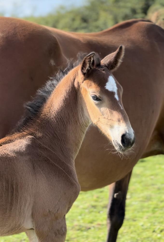 Quality colt by Qinn van de Haarterhoeve (Clinton x Casall) x Hemmingway x Animo