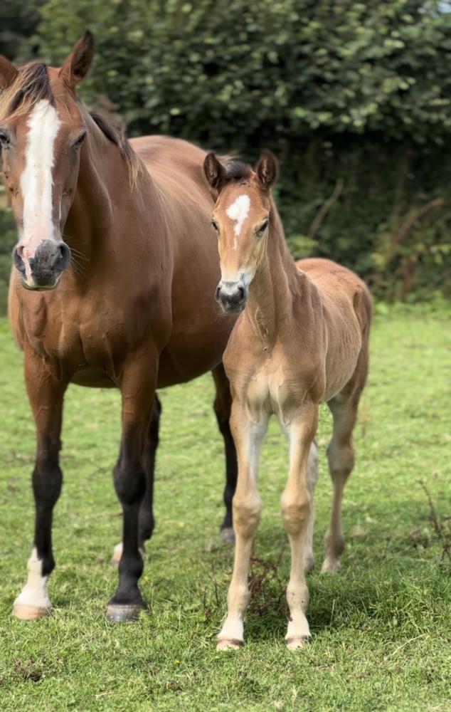 Quality colt by Qinn van de Haarterhoeve (Clinton x Casall) x Hemmingway x Animo