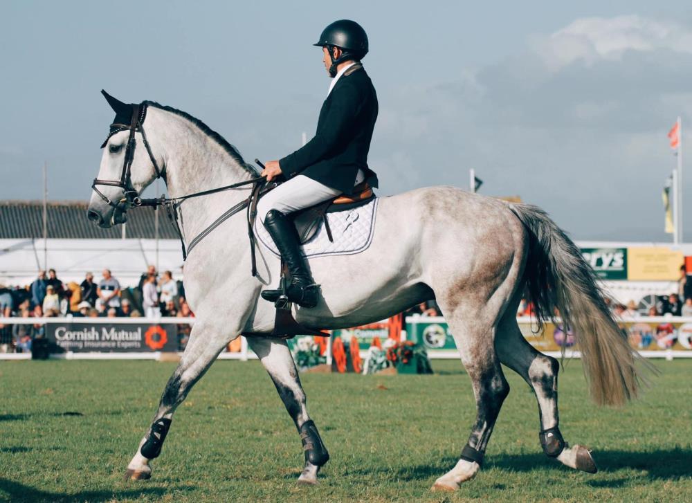 9yo grey gelding Kai Chic by Cannabis z x Eldorado
