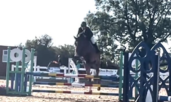 5yo gelding by Condor (Caretino x Capitol I) x Hemmingway x Animo