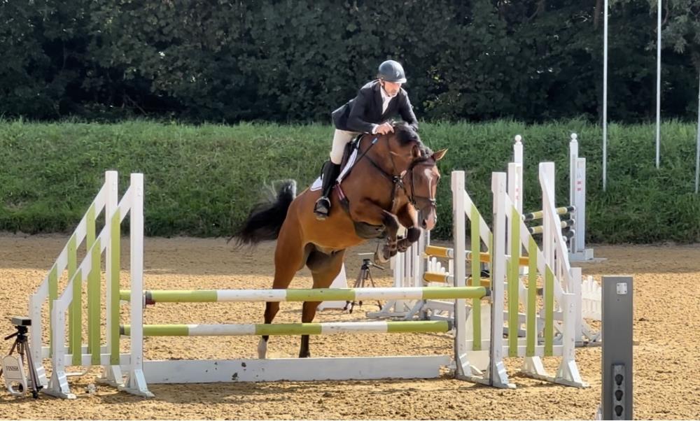 5yo gelding by Condor (Caretino x Capitol I) x Hemmingway x Animo