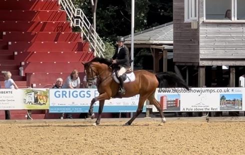 5yo gelding by Condor (Caretino x Capitol I) x Hemmingway x Animo