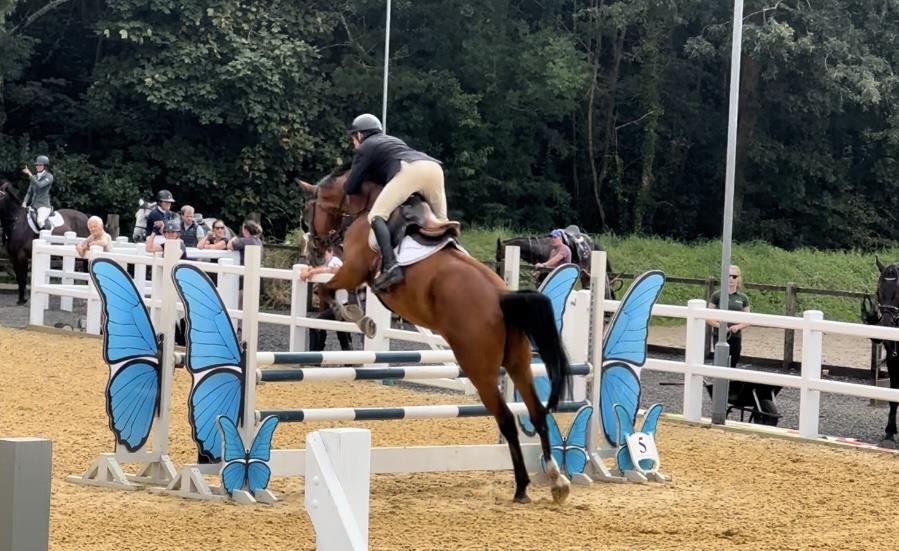 5yo gelding by Condor (Caretino x Capitol I) x Hemmingway x Animo