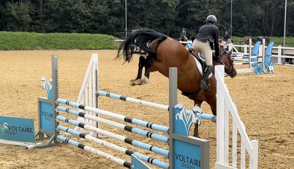 5yo gelding by Condor (Caretino x Capitol I) x Hemmingway x Animo